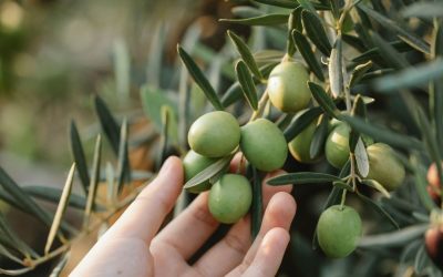 El Secreto del Oro Líquido: ¿Qué Hace Especial al Aceite de Oliva Virgen Extra?