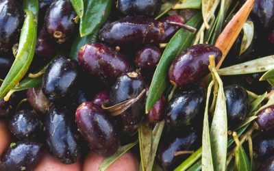 El secreto del sabor: La importancia de la variedad de aceituna en la producción de aceite de oliva