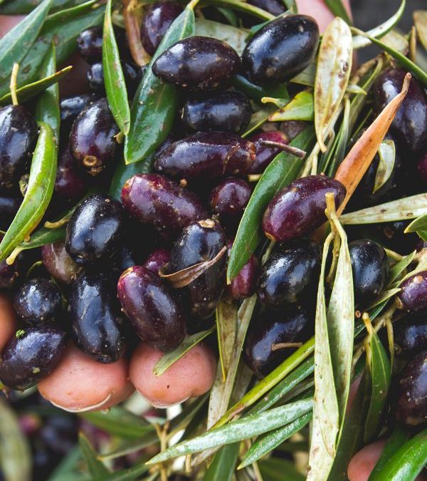 El secreto del sabor: La importancia de la variedad de aceituna en la producción de aceite de oliva